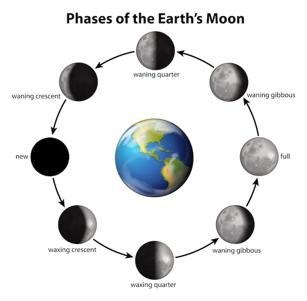 Gratis vector fasen van de maan van de aarde