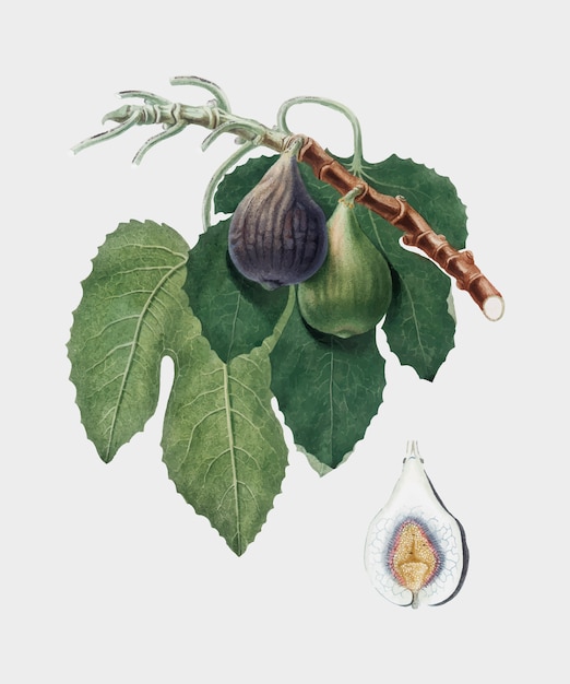 Fig van de illustratie van Pomona Italiana