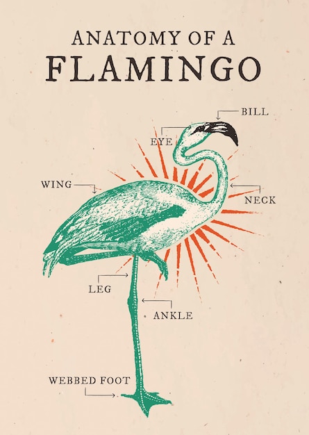 Gratis vector flamingo anatomie poster