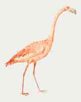 Gratis vector flamingo in vintage stijl