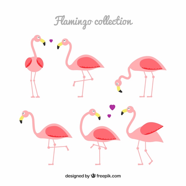 Flamingo's collectie met verschillende houdingen in vlakke stijl