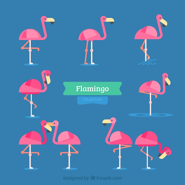 Gratis vector flamingo's collectie met verschillende houdingen in vlakke stijl