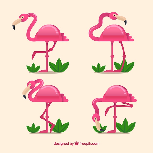 Gratis vector flamingo's collectie met verschillende houdingen in vlakke stijl