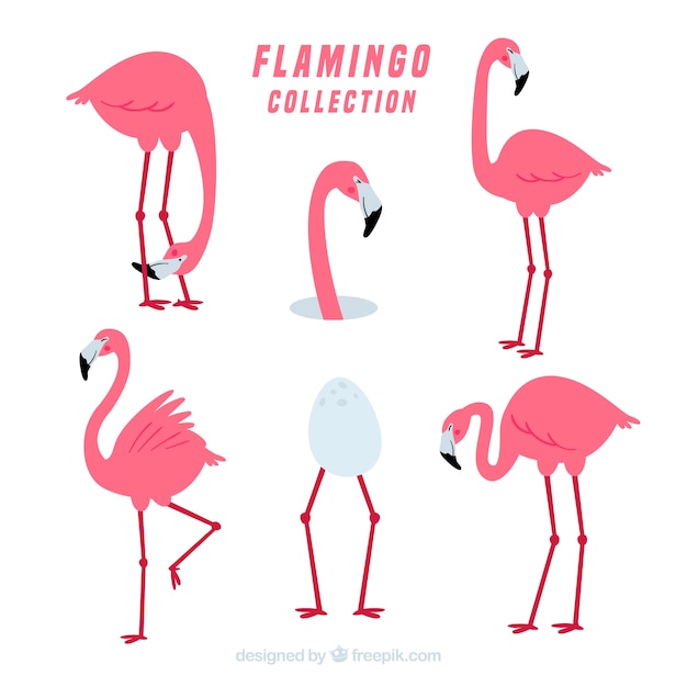 Gratis vector flamingo's collectie met verschillende houdingen in vlakke stijl