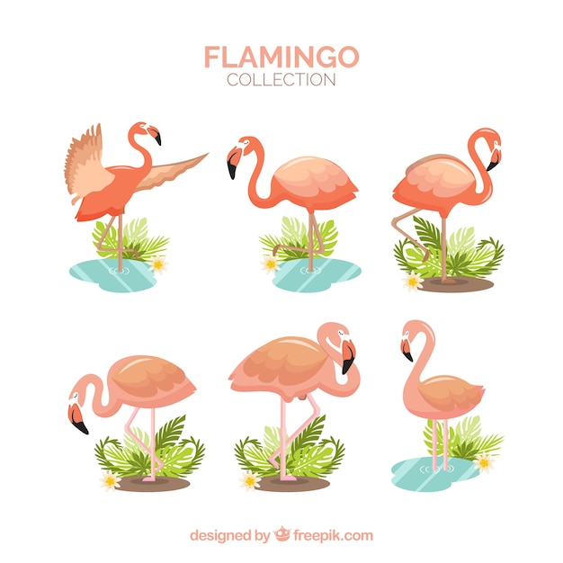 Flamingo&#39;s collectie met verschillende houdingen in vlakke stijl