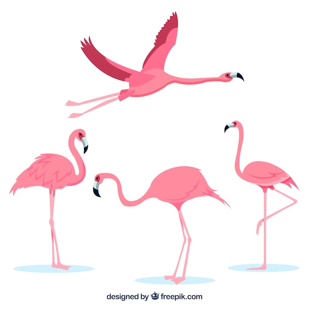 Gratis vector flamingo's collectie met verschillende houdingen in vlakke stijl