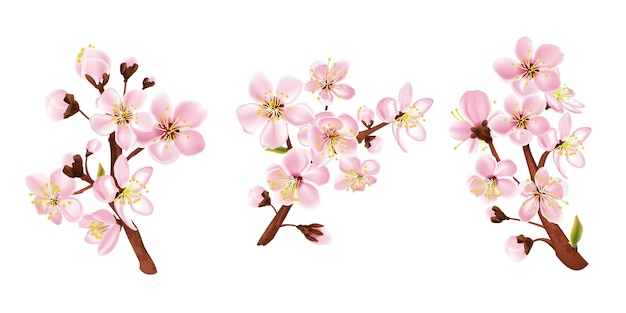 Fruitboomtak set met bloemen realistische geïsoleerde vectorillustratie