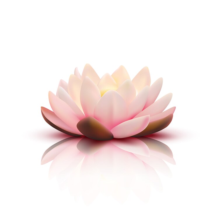 Gratis Vector geïsoleerde bloem van lotus met lichtrose bloemblaadjes met bezinning over witte achtergrond 3d vectorillustratie