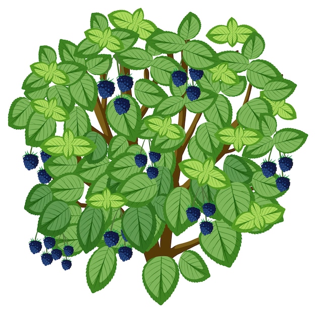 Gratis vector geïsoleerde bosbessenplant met illustratie van de vrucht