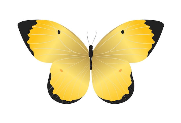 Geïsoleerde prachtige vlinder op witte achtergrond Gele en zwarte kleuren