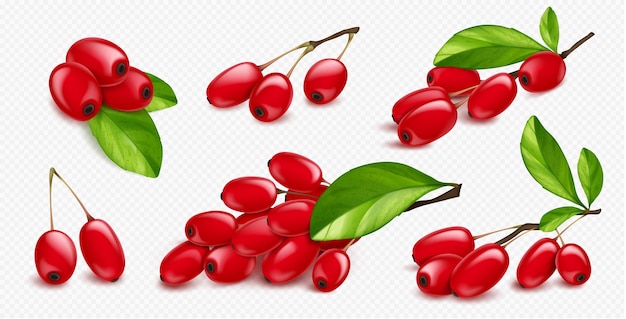 Gratis vector geïsoleerde realistische 3d berberis plant in vector