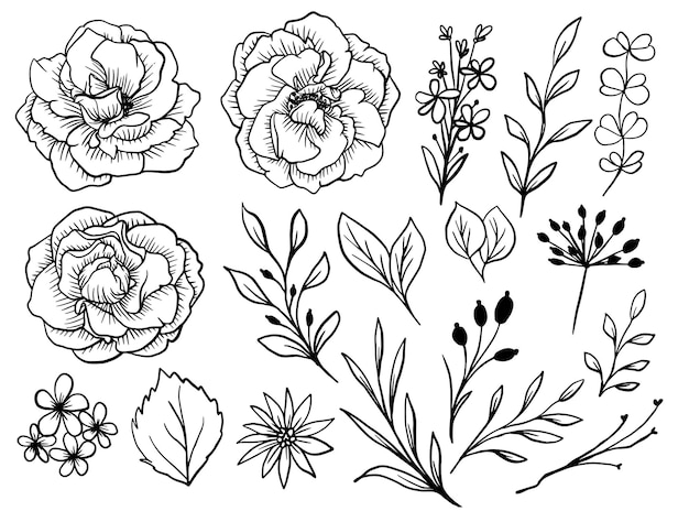 Geïsoleerde Rose Flower Line Art-tekening met bladeren