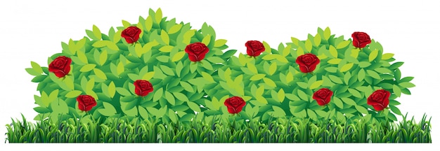 Gratis vector geïsoleerde roze plant op witte achtergrond