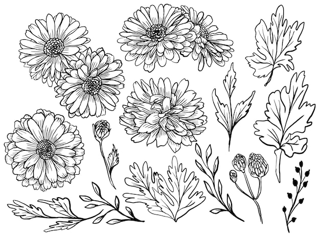 Gratis vector geïsoleerde zinnia flower line art tekening met bladeren element