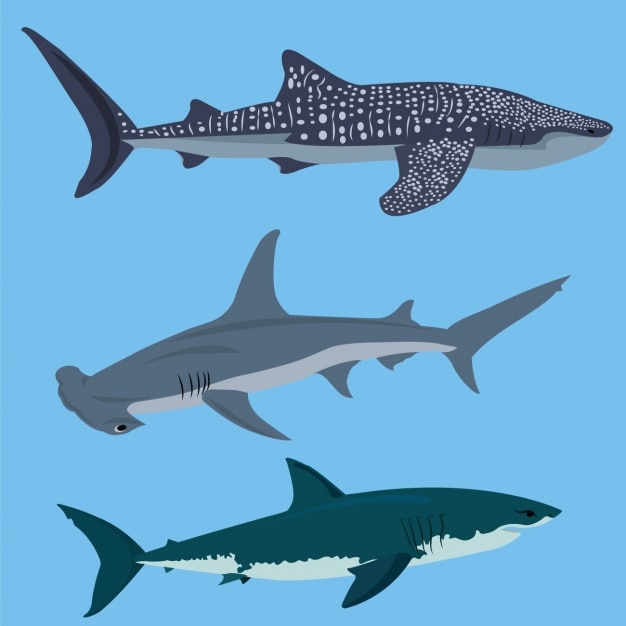 Gratis vector gekleurde haaien collectie