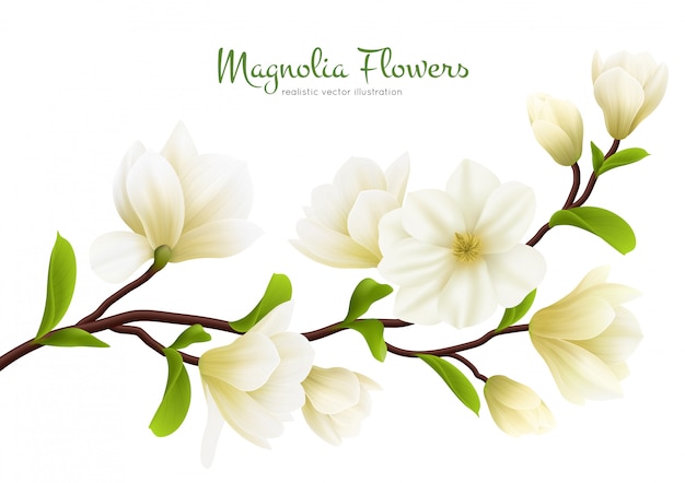 Gekleurde realistische witte magnolia bloemsamenstelling met groene kalligrafie beschrijving