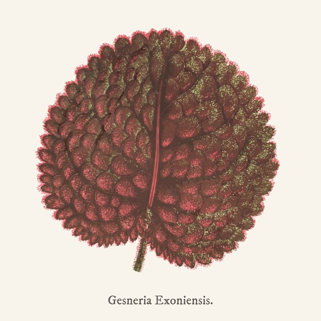 Genera exoniensis