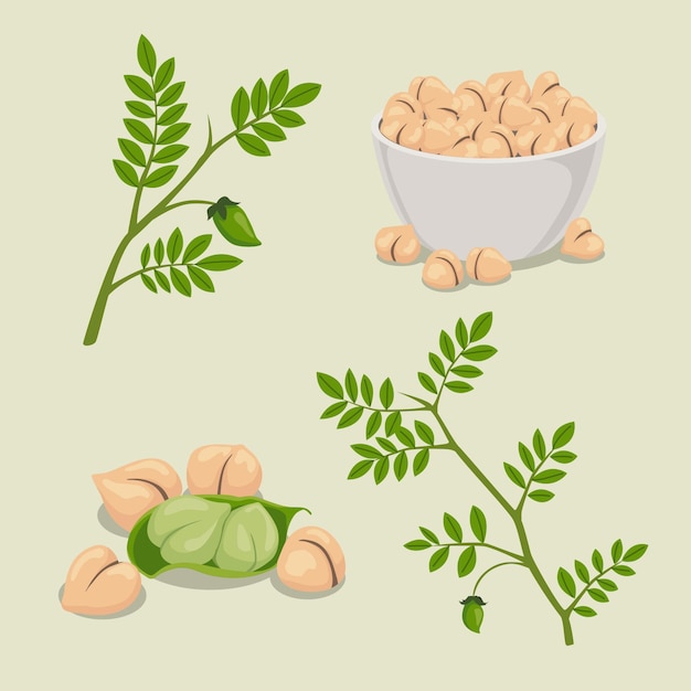 Gratis vector getekende kikkererwtenbonen met plantillustratie