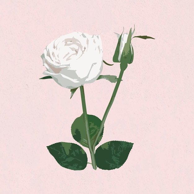 Gratis vector gevectoriseerde witte roze bloem op een roze achtergrond