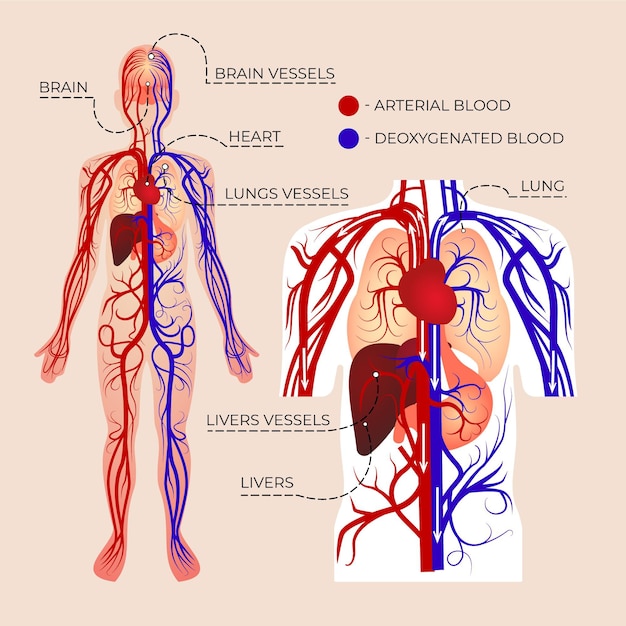 Gratis vector gradiënt bloedsomloop infographic
