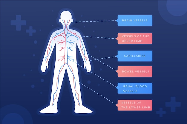 Gratis vector gradiënt bloedsomloop infographic