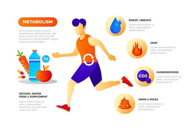 Gratis vector gradiënt metabolisme infographic