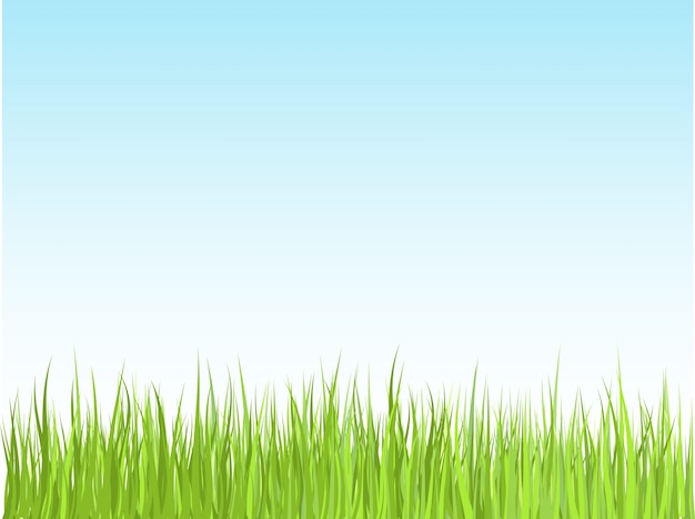 Gras tegen de blauwe hemel