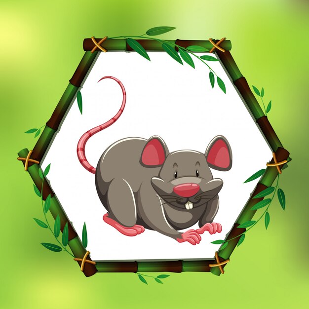 Grijze rat in bamboe frame