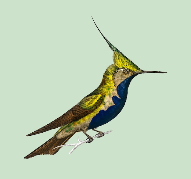 Gratis vector groenbekroonde plevier (oiseau-mouche delalande)