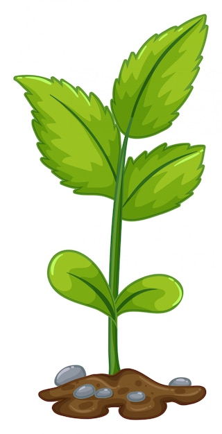 Groene plant groeit uit de grond