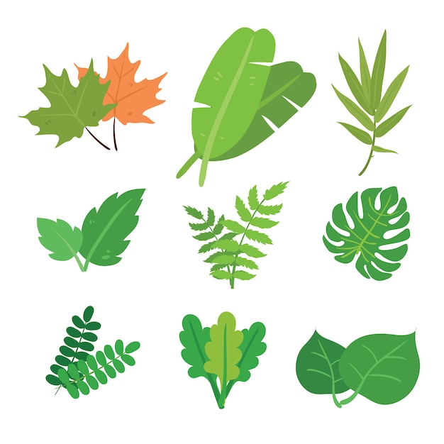 Gratis vector groene takken collectie