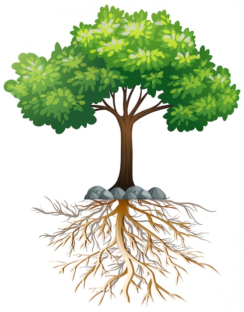 Grote groene boom met wortels ondergronds op wit