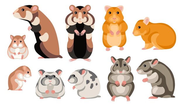 Hamster cartoon set gevlekte en gestreepte gekleurde knaagdieren karakters geïsoleerd op achtergrond witte vectorillustratie