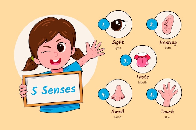 Hand getekend 5 zintuigen illustratie