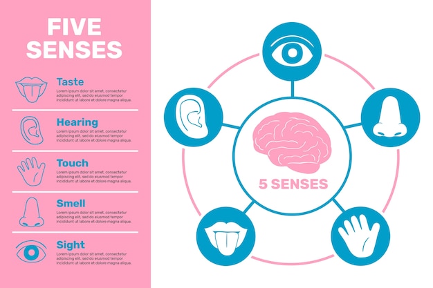 Hand getekend 5 zintuigen infographic