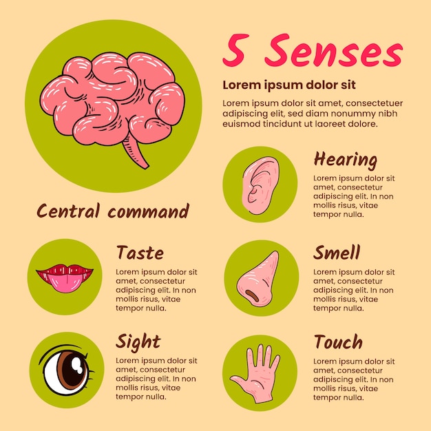 Hand getekend 5 zintuigen infographic