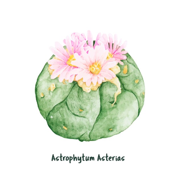 Hand getekend astrofytum asterias zand dollar cactus