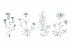 Gratis vector hand getekend botanische kruiden