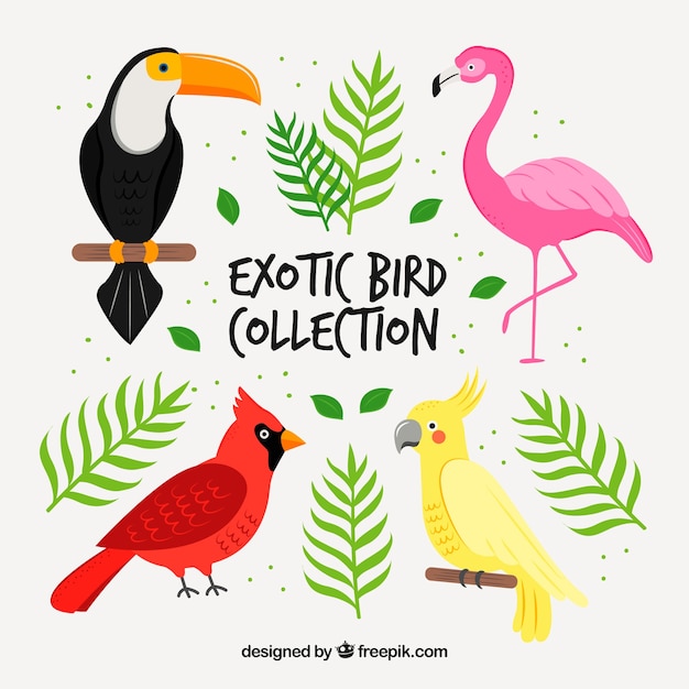 Gratis vector hand getekend exotische vogel collectie