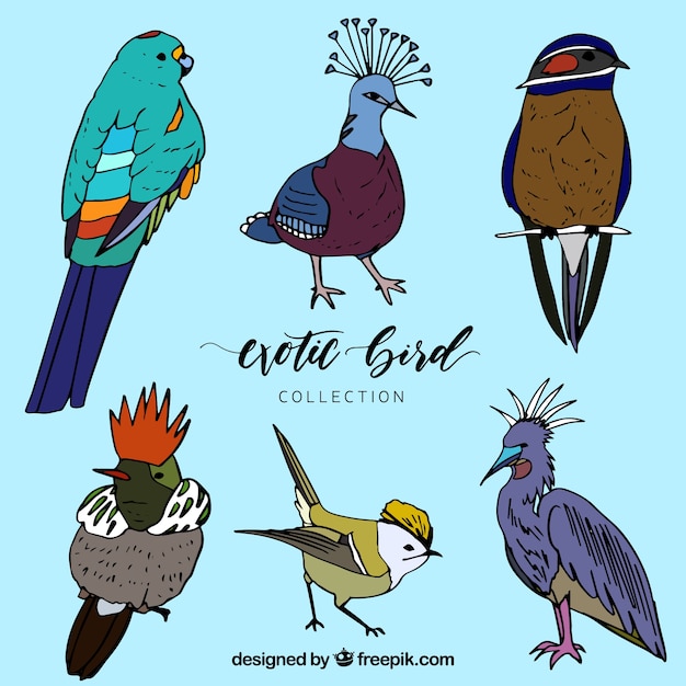 Hand getekend exotische vogel collectie