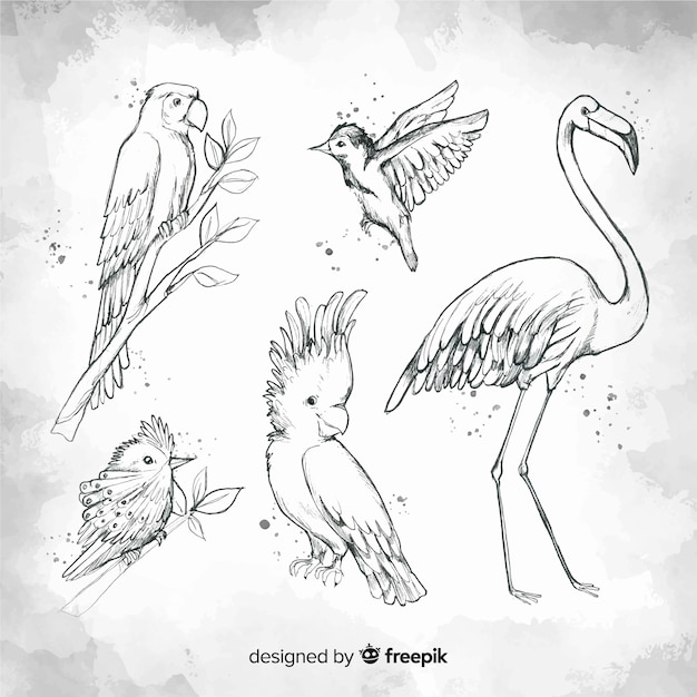 Gratis vector hand getekend exotische vogel collectie