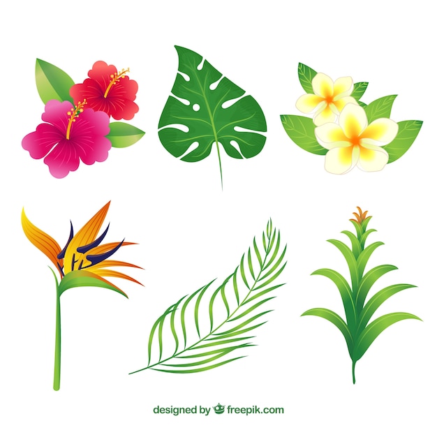 Hand getekend tropische bloem verzameling van zes