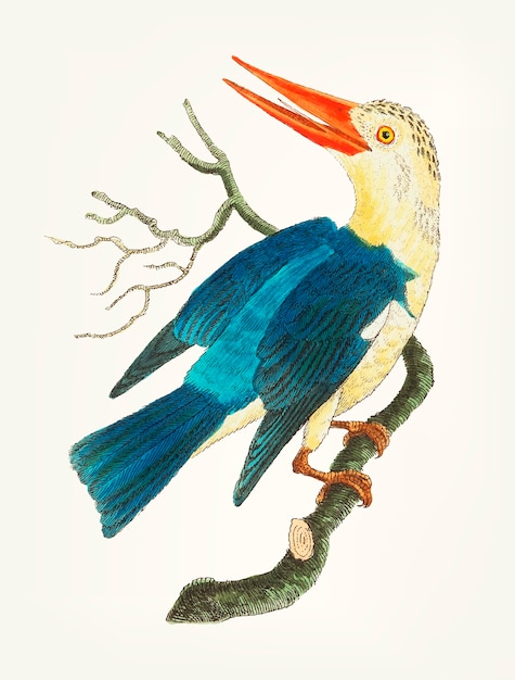 Gratis vector hand getekend van blauwgroene ijsvogel