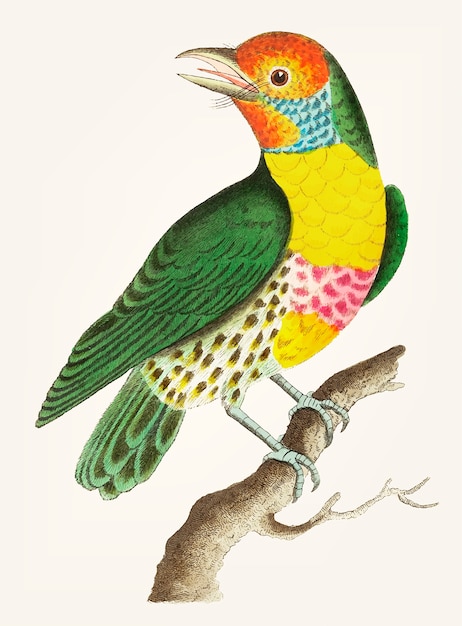 Gratis vector hand getekend van groene barbet