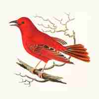 Gratis vector hand getekend van mississippi tanager