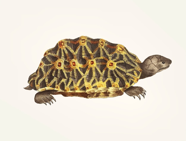 Hand getekend van uitgestraalde schildpad