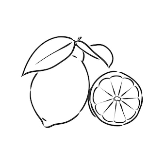 Hand getekend vector citroen schijfje stuk op lichte achtergrond citroen vector schets illustratie