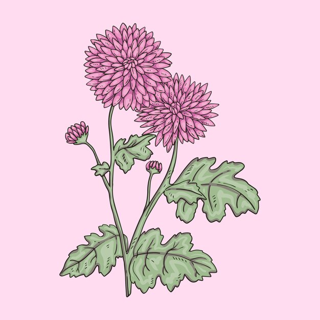 Hand getekende bloeiende chrysant illustratie