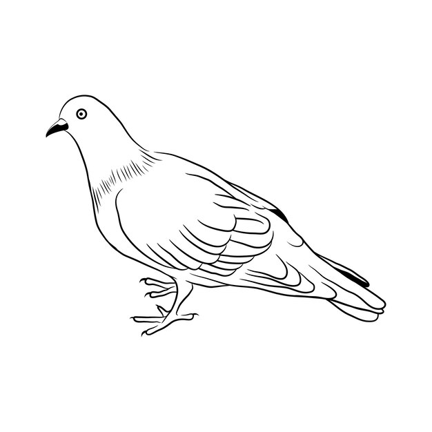 Hand getekende duif schets illustratie