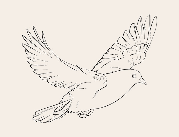 Hand getekende duif schets illustratie